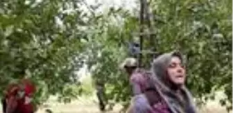 Elması ile ünlü Bayramiç'te üreticiler, dolu uyarısıyla hasadı hızlandırdı