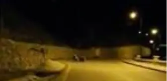 Gümüşhane'de mahalleye inen ayı ve yavrusu kamerada