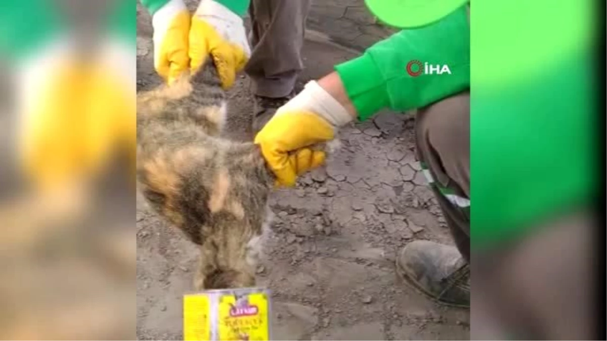Belediye başkanı kafası teneke kutuya sıkışan kediyi kurtaran işçileri ağırladı