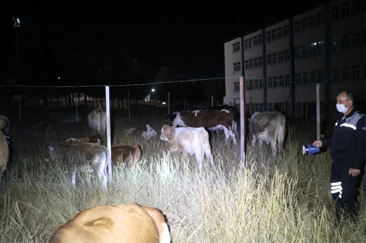 Kaybolan inek sürüsü üniversite yerleşkesine girdi