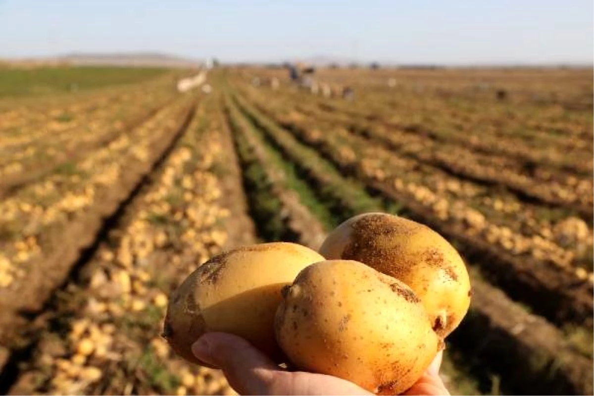 Niğde?de kışlık patates hasadı başladı