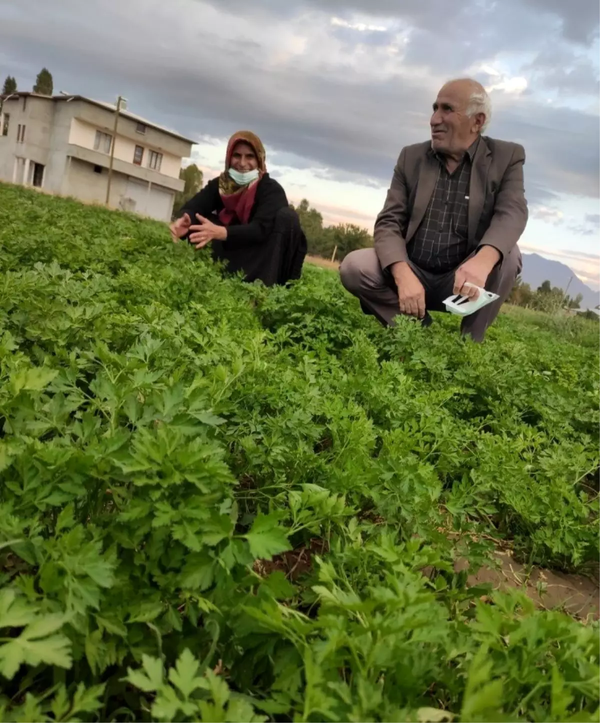 Türlü ve menemen için bahçelerde son sebzeler toplanılıyor