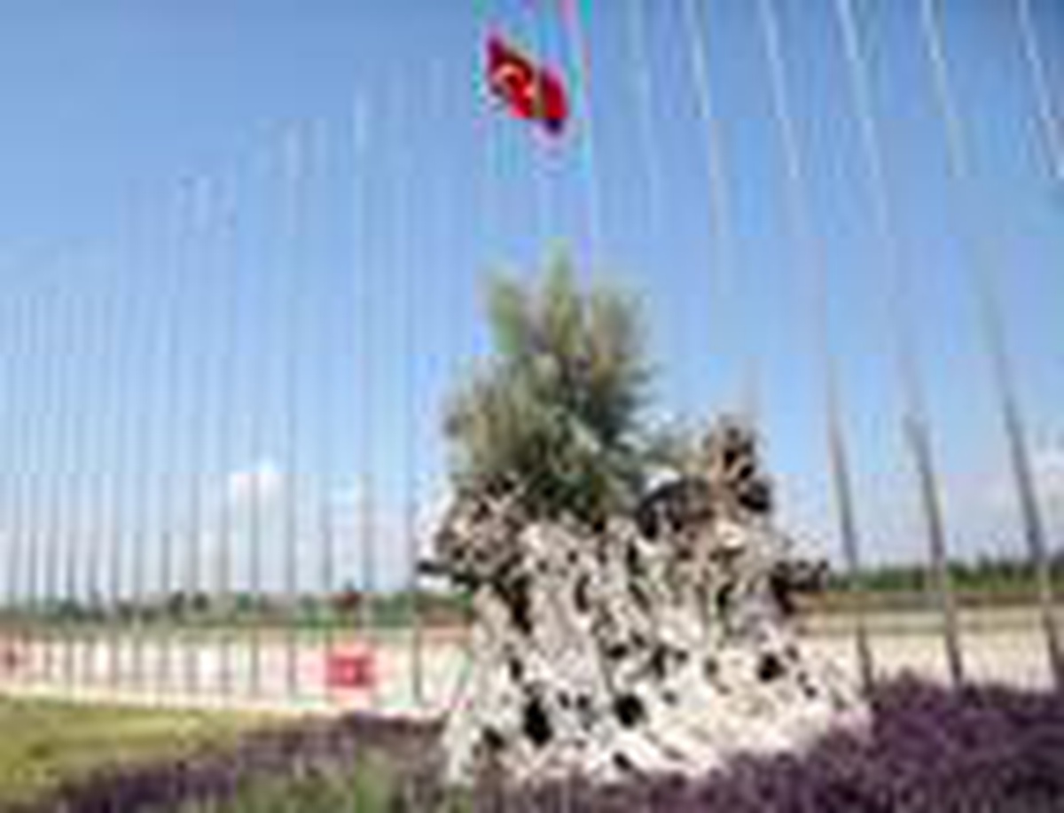 Asırlık zeytinler meyve verdi