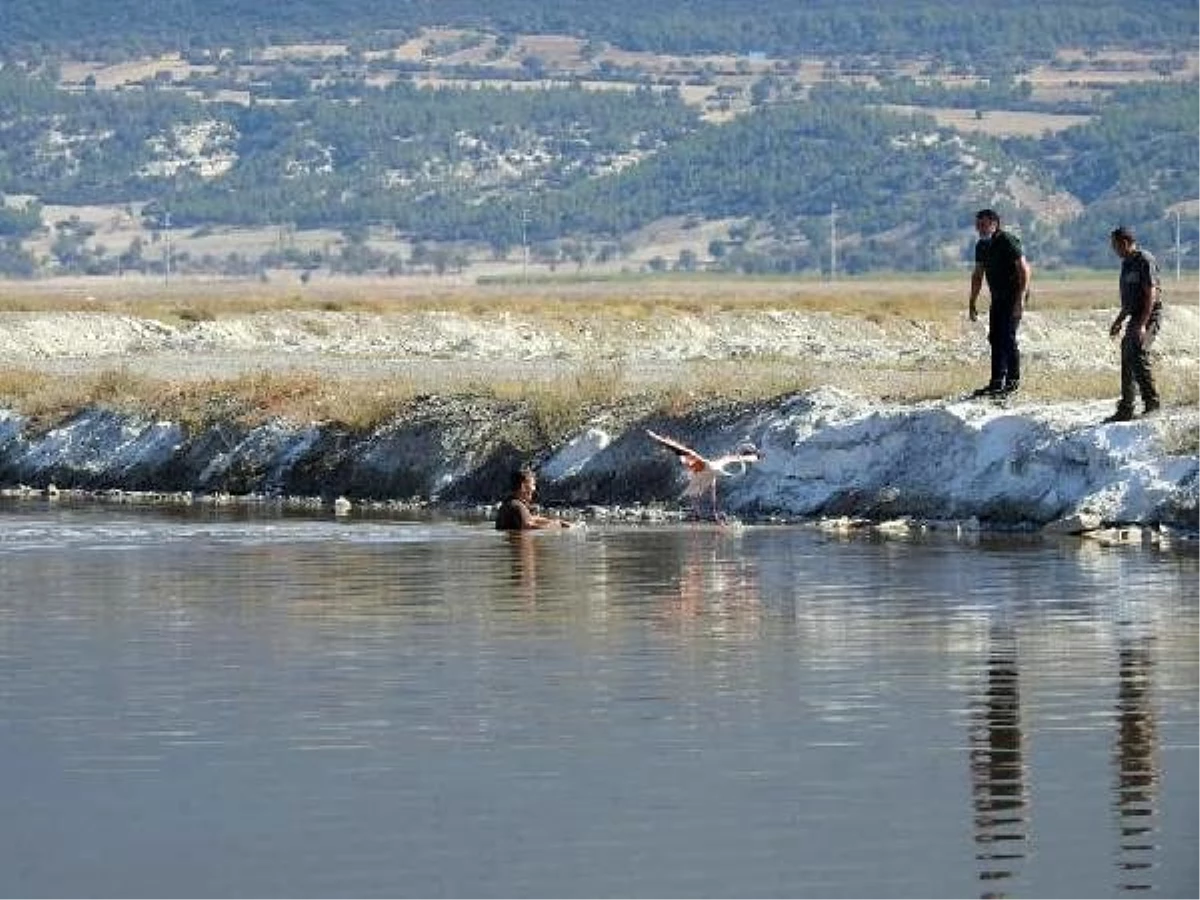 Denizli\'de yaralı bulunan flamingo, tedavisinin ardından doğaya bırakıldı