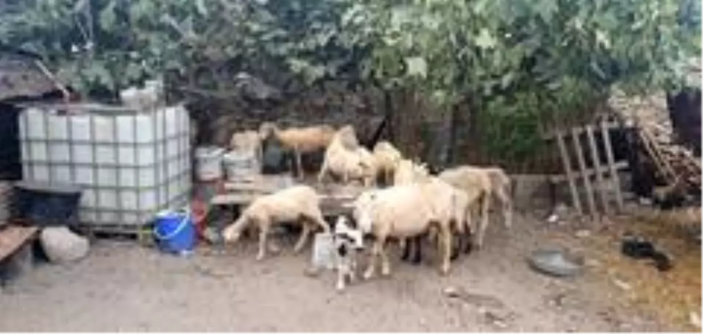 Son dakika! Itfaiye ekipleri hayvanları son anda kurtardı