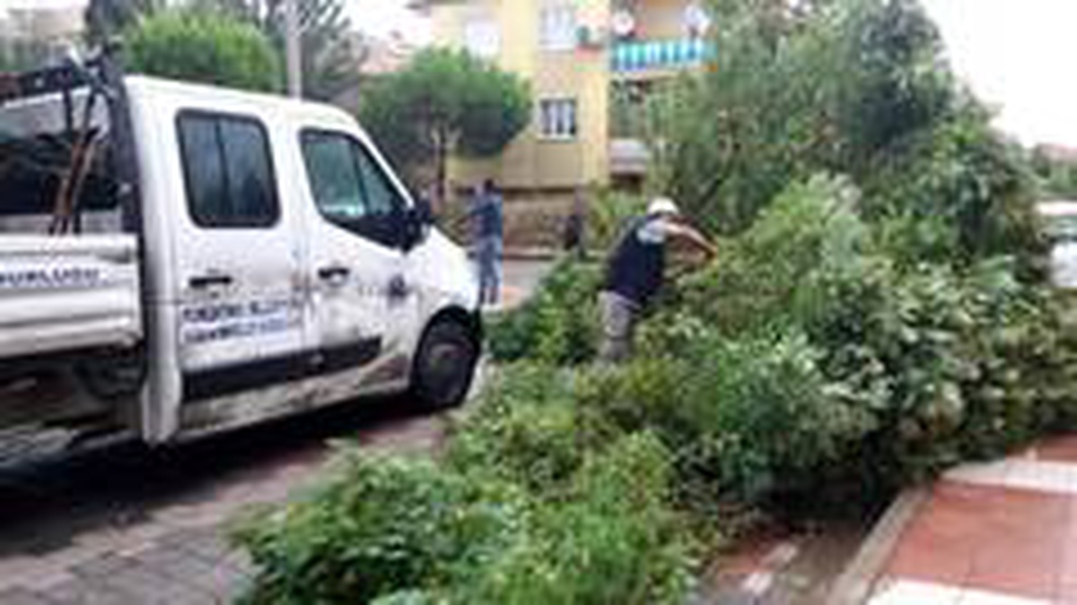 Manisa\'da etkili olan fırtına bazı ağaçları devirdi