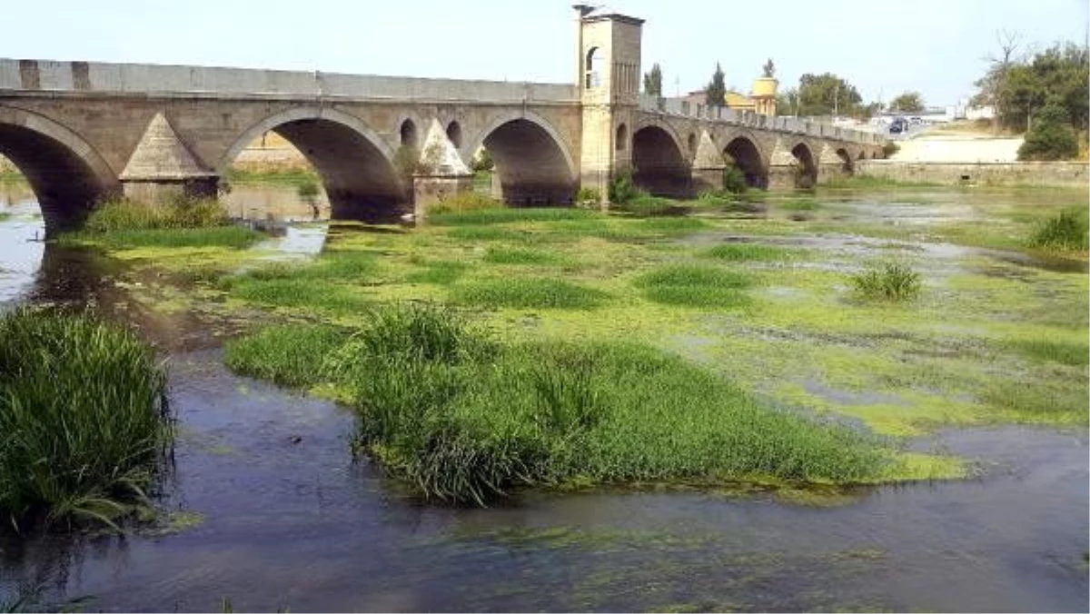 Trakya\'da kuraklık; Tunca Nehri yeşile büründü