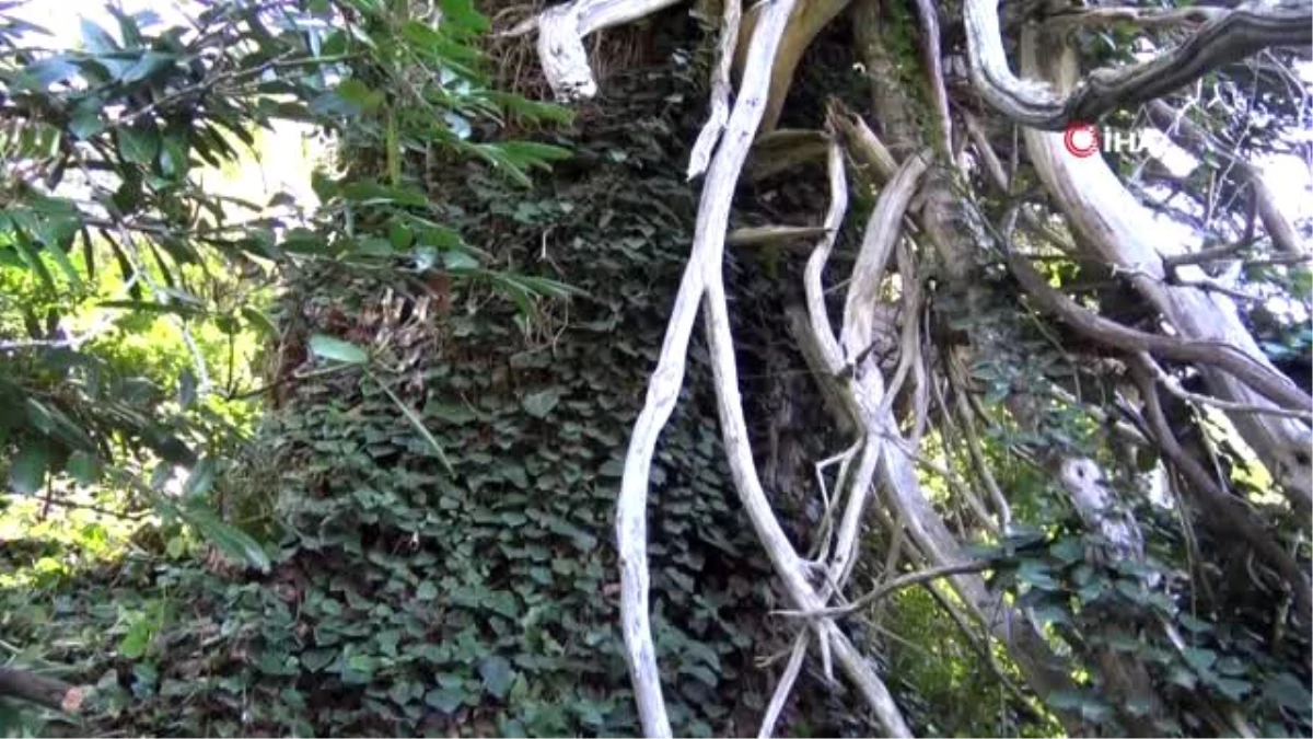 Türkiye\'nin en geniş çaplı porsuk ağacı Artvin\'de tescillendi