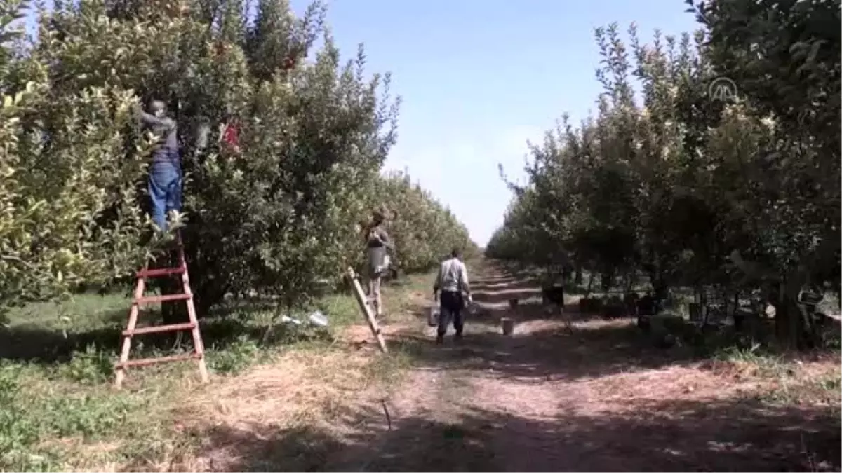 Yahyalı elması çiftçinin yüzünü güldürdü