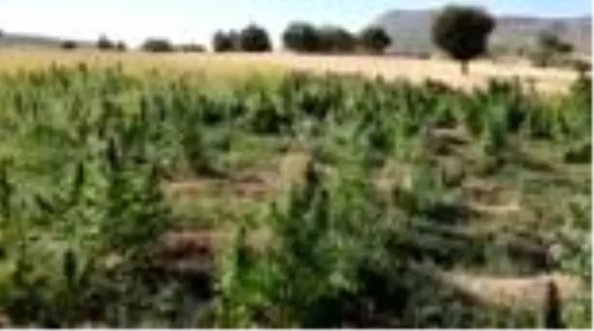 Son dakika gündem: 325 Kilogram Esrar ve 373 Bin Kök Kenevir Ele Geçirildi