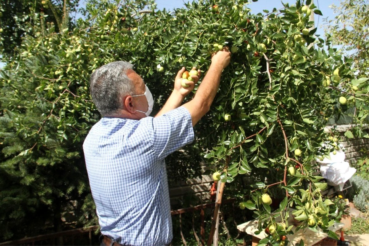 Beyşehir\'de hünnap meyvesi üretimi yaygınlaştırılacak