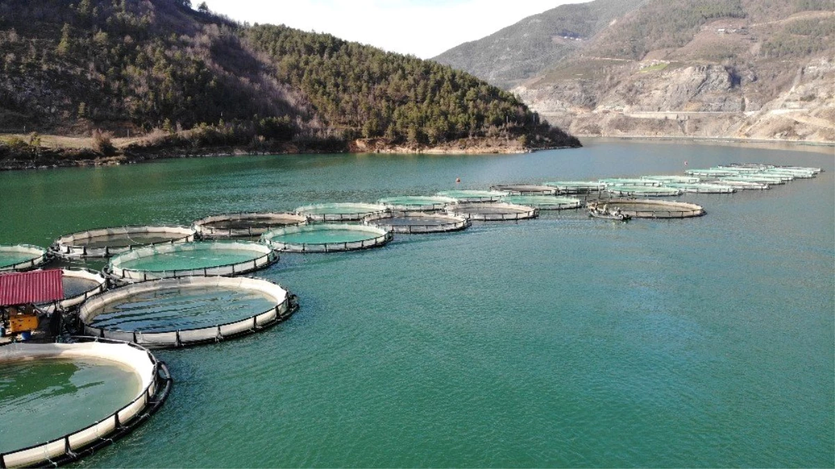 Borçka Barajı\'nda üretilen Türk somonları dünyaya ihraç ediliyor