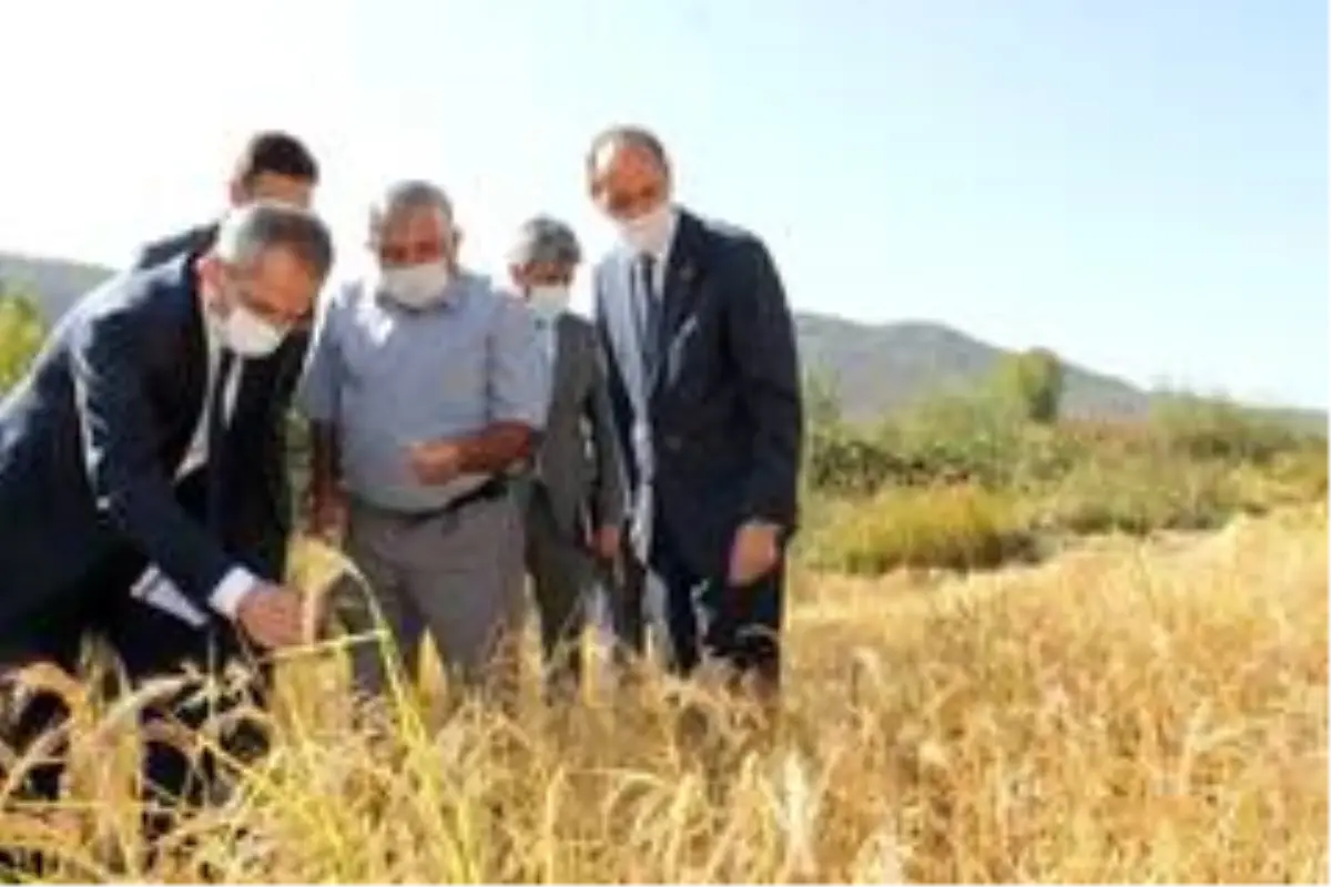 Coğrafi işaretli Tosya pirincinin hasadı başladı