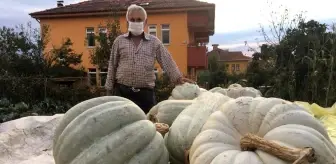 Bartınlı ailenin yetiştirdiği devasa kabaklar görenleri hayrete düşürüyor