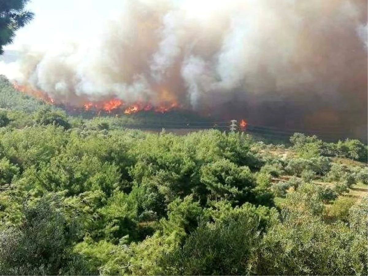 Orman yangını kente sıçradı