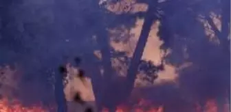 Son dakika haberleri! Hatay'daki yangın farklı noktalara sıçradı