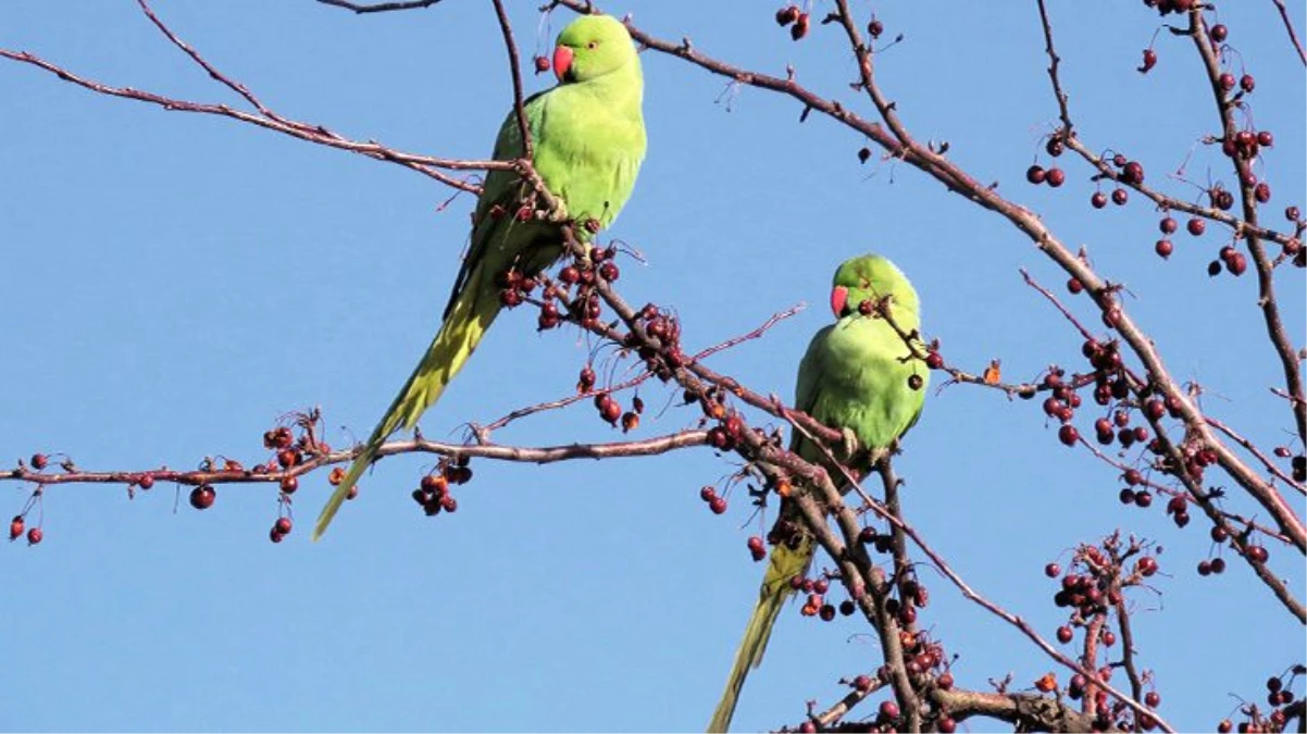 İstanbul\'da görülen yeşil papağan istilası, kent faunasını bozabilir