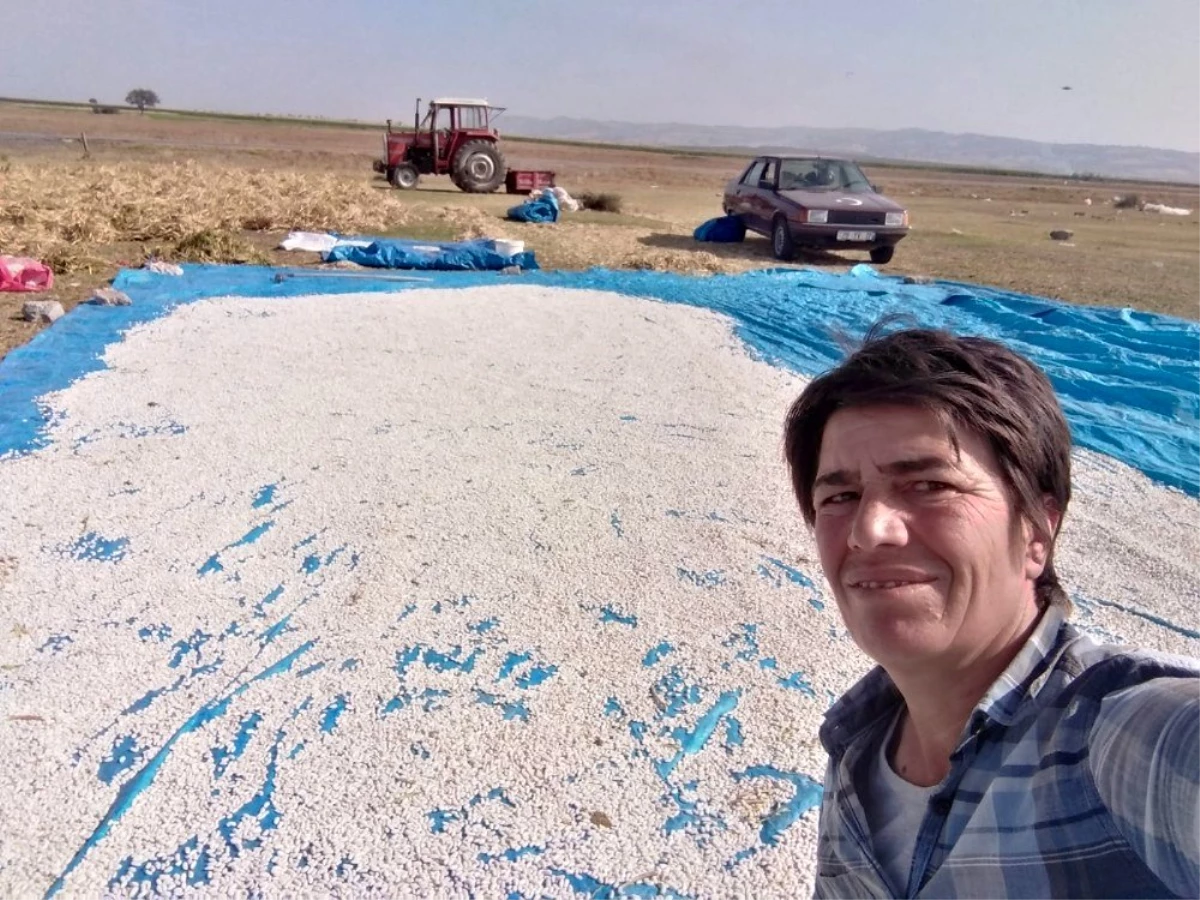 Son dakika haberi: Manyas\'ın meşhur Kazak fasulyesinin hasadı başladı