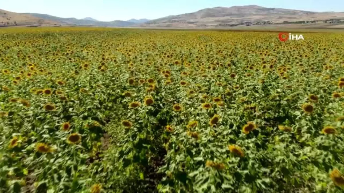 Tunceli Akpazar ovasında çekirdek hasadı