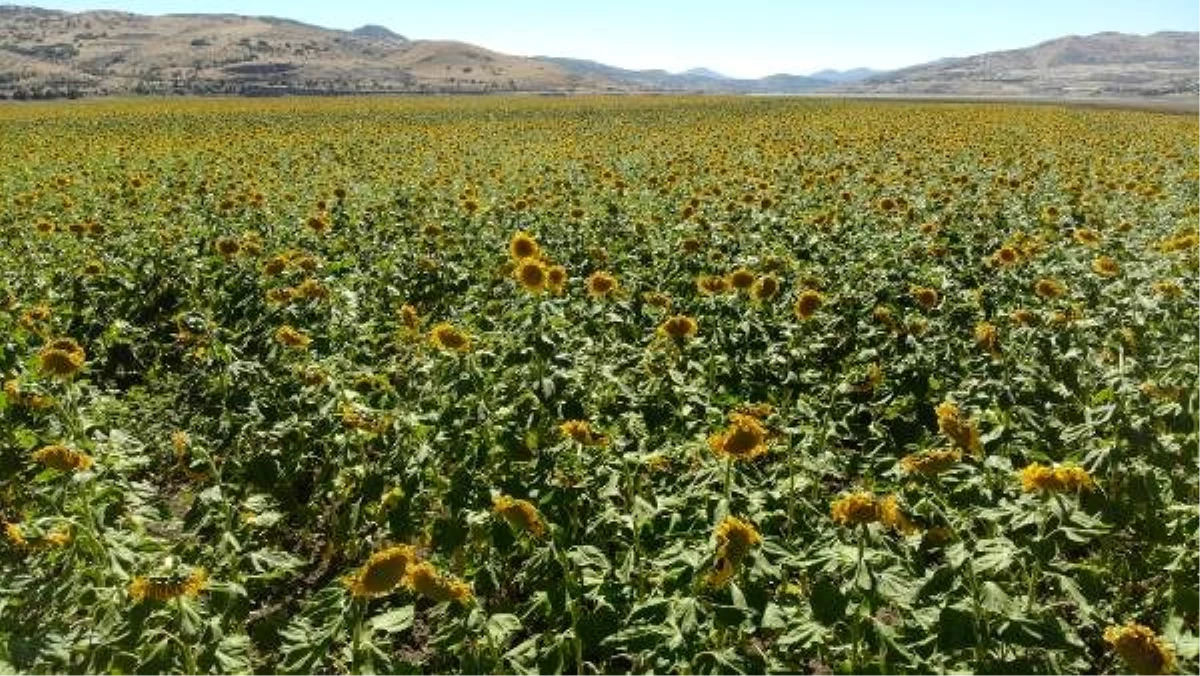 Tunceli\'de ayçiçeği hasadı üreticinin yüzünü güldürdü