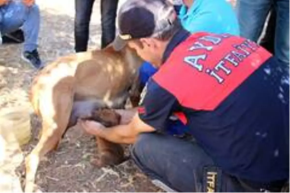 Yavru köpeği annesine kavuşturdular