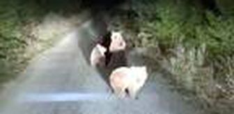 Yola çıkan yavru ayıları görüntüledi