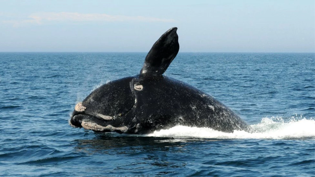 Balinaların neslinin tükenmesi tehlikesi \'gerçek ve yakın\'