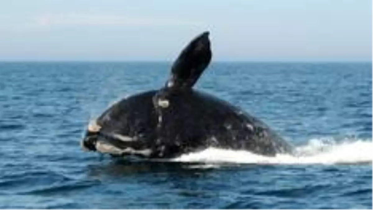 Balinaların neslinin tükenmesi tehlikesi \'gerçek ve yakın\'