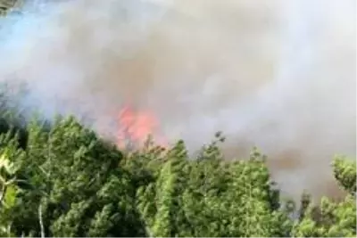 Son dakika haberleri: Hatay'daki orman yangınına müdahale sürüyor