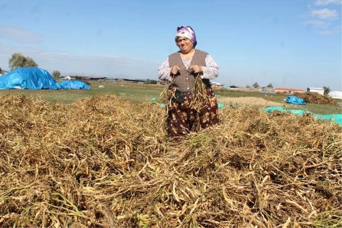 Kazaklar\'ın yüz yıllar önce getirdiği fasulye, bölgenin geçim kaynağı