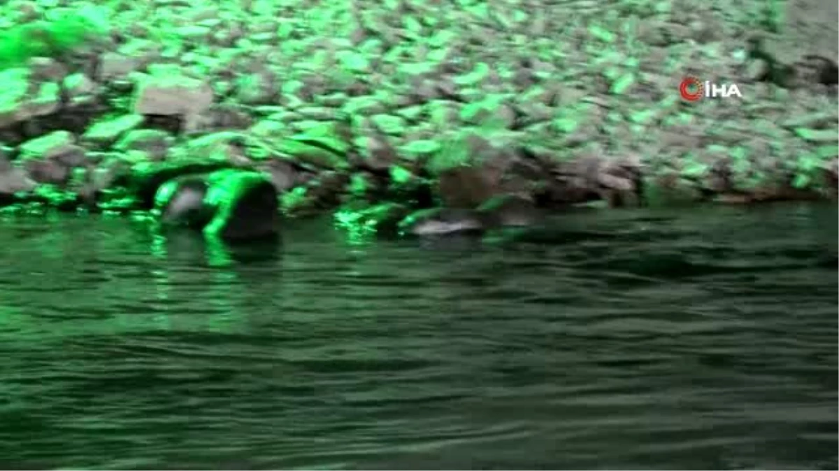 Tunceli\'de koruma altındaki su samurları görüntülendi