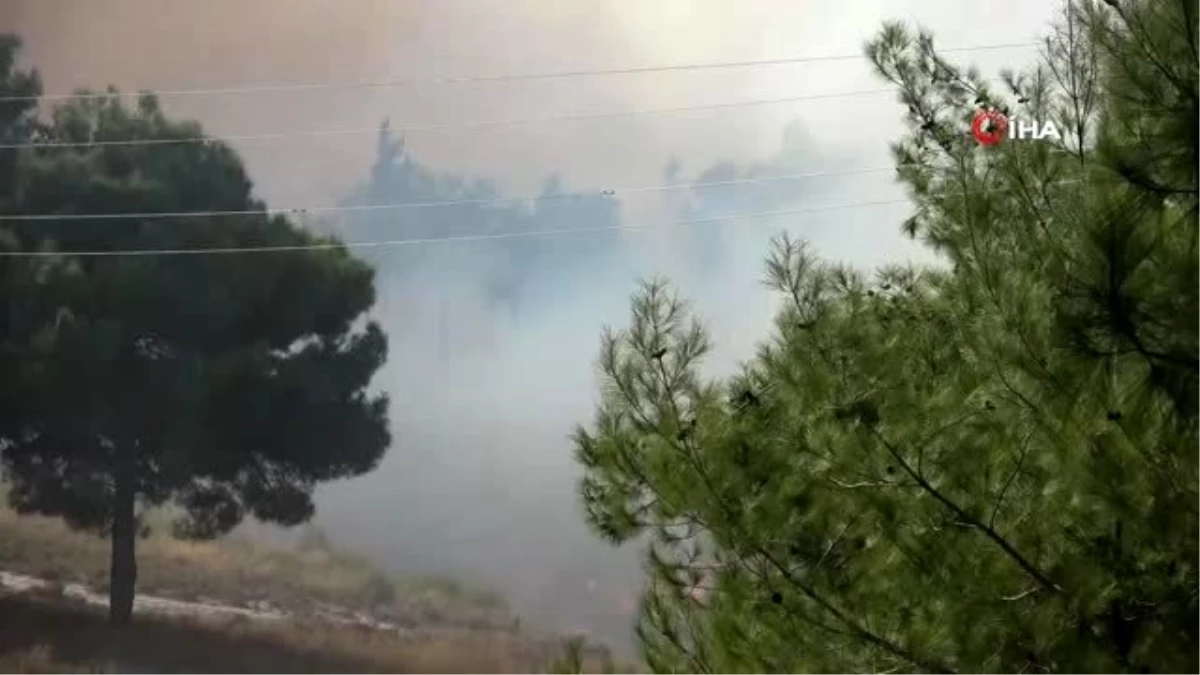 Yangında mahsur kalan kaplumbağaları böyle kurtardılar