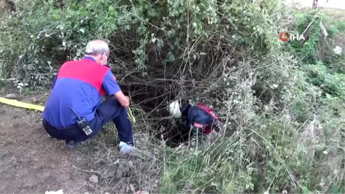 Büyükbaş hayvanı dolandığı otlardan kurtarmak kolay olmadı