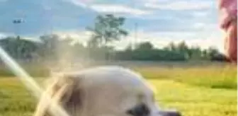 KADIKÖY'DE GÖZYAŞLARI İÇİNDE KAYIP KÖPEĞİNİ ARIYOR