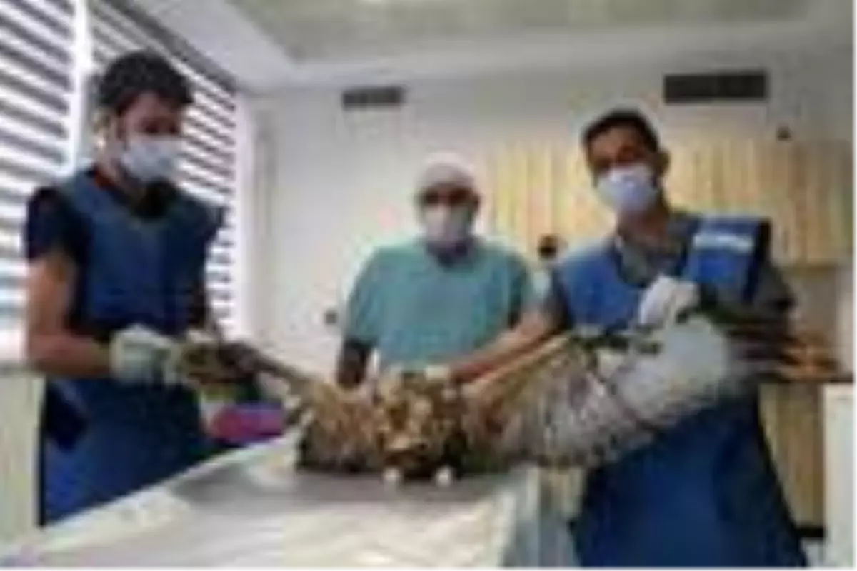 Kayseri\'de yaralı bulunan kızıl şahin tedaviye alındı