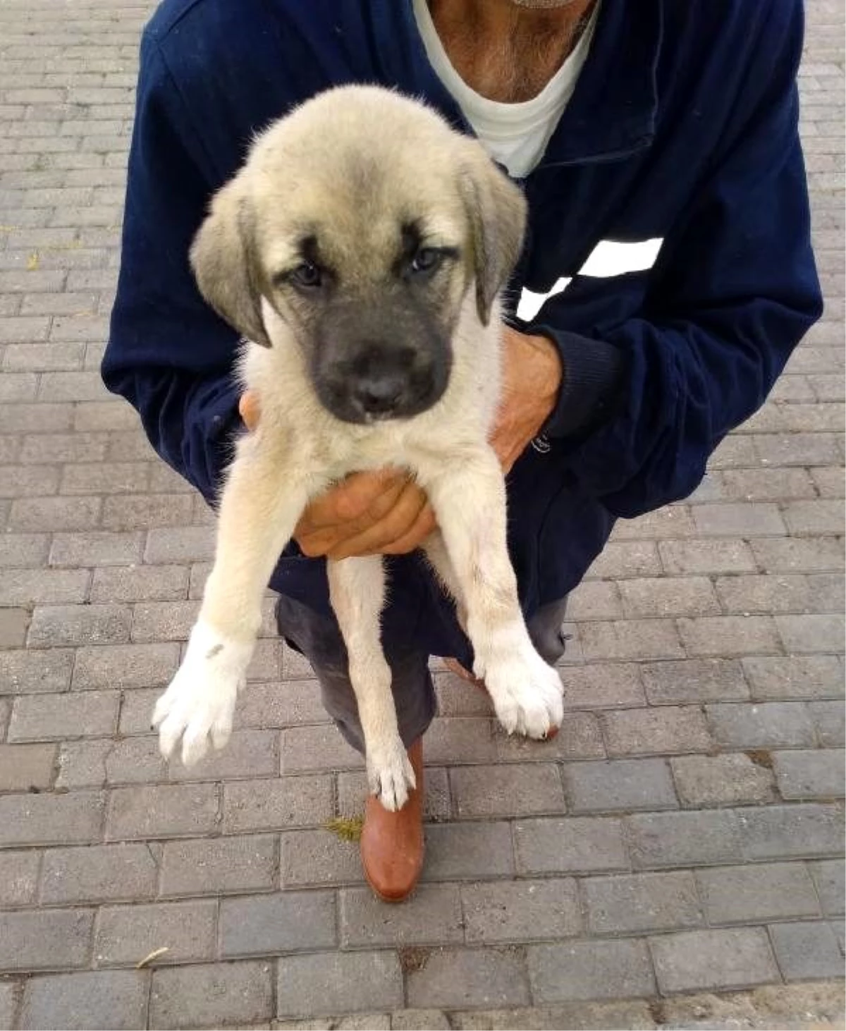 Polisin yaralı bulduğu köpek tedavi edilip, barınağa konuldu