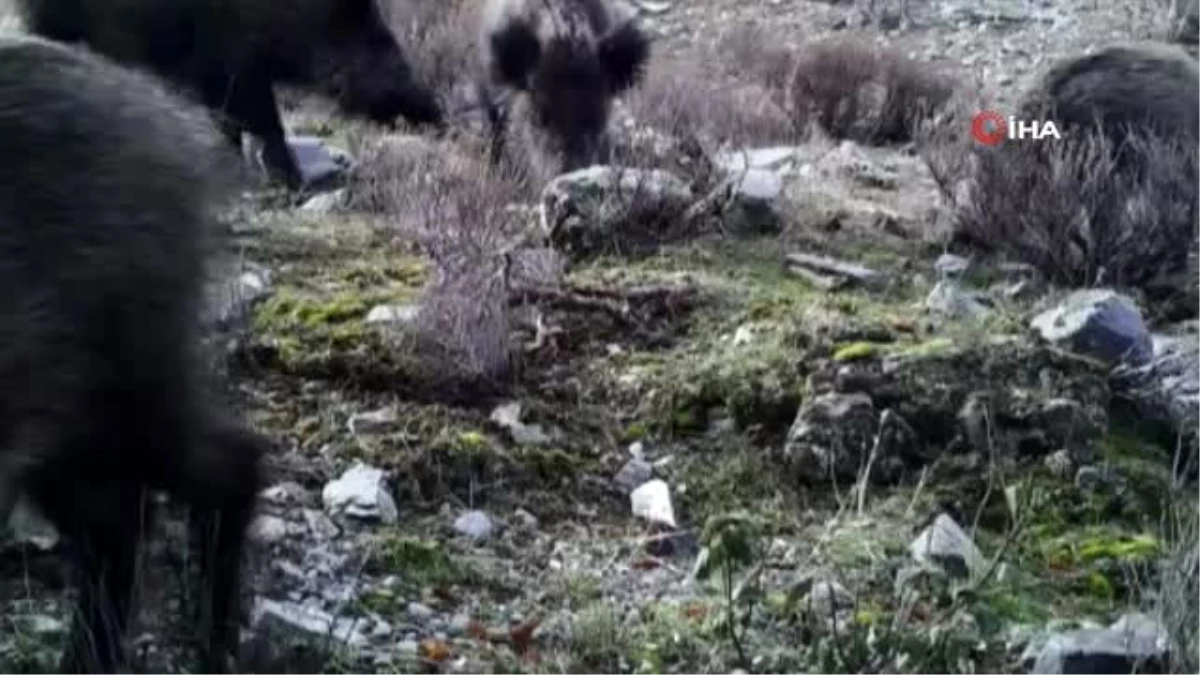 Yaban hayvanlarının görüntüsü fotokapan\'a yansıdı