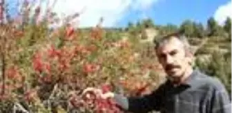 20 bin hektar arazide bitki çeşitliliğini araştırıyor