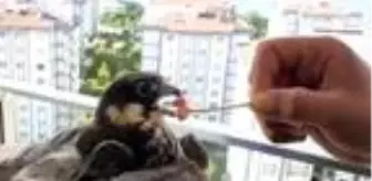 Balkonuna konan doğanı elleriyle besleyip doğaya saldı