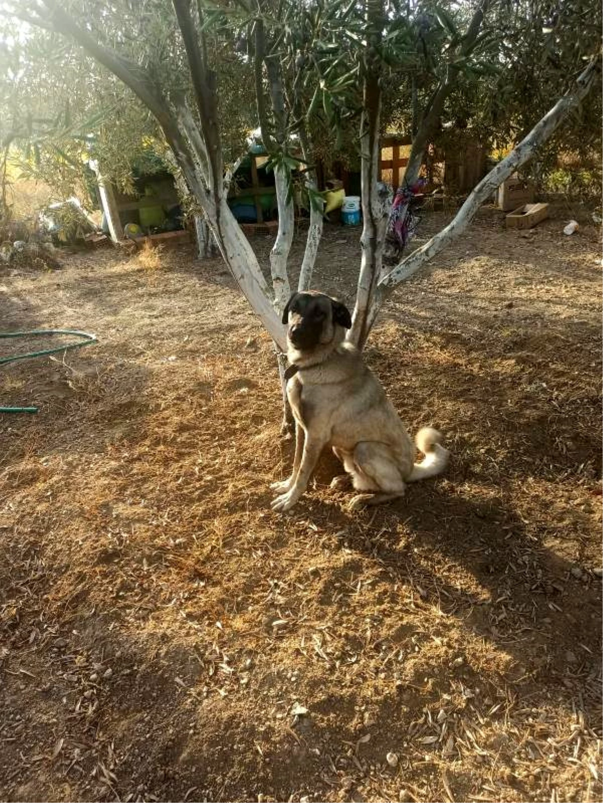 Son dakika haberi! Bozcaada\'da Kangal kırması köpek tavukları öldürüp, ev sahibine saldırdı