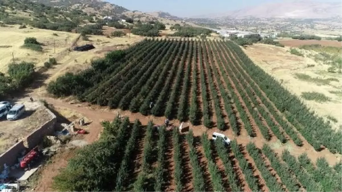 Elazığ\'da \'bodur\' elma hasadı