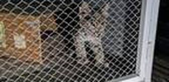 Erzincan'da parkta bulunan vaşak yavrusu koruma altına alındı