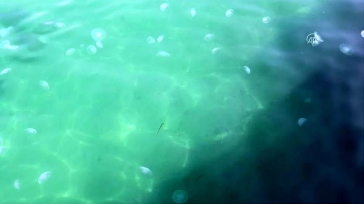 Marmara Denizi\'nde denizanası sayısındaki artış dikkati çekiyor -TEKİRDAĞ