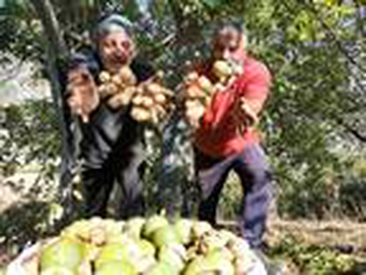 Tunceli\'de tehlikeli ve zorlu ceviz hasadı