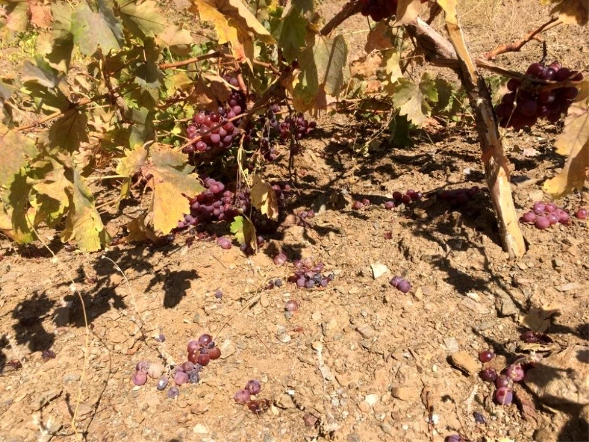 Yaban domuzları üzüm bağlarına zarar verdi