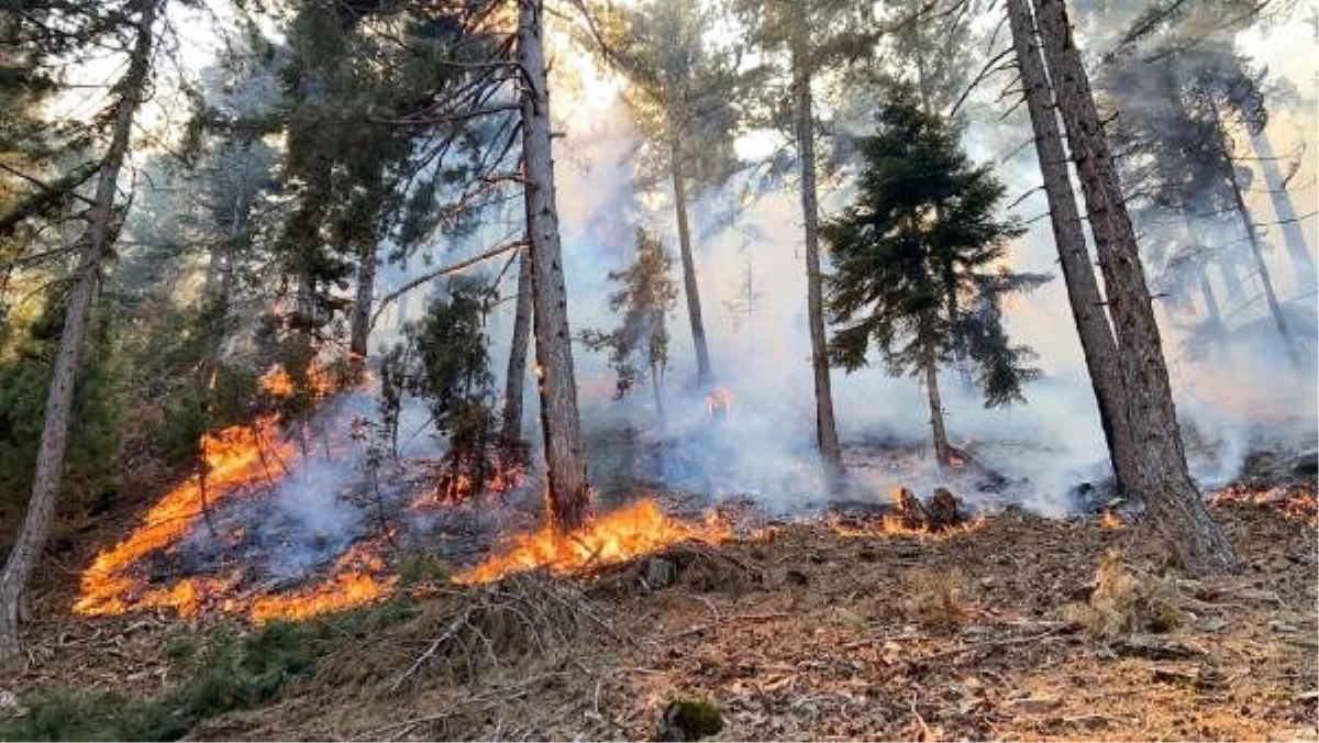 Son dakika haberi... Adana\'nın 2 ilçesindeki orman yangınlarıyla ilgili 4 gözaltı