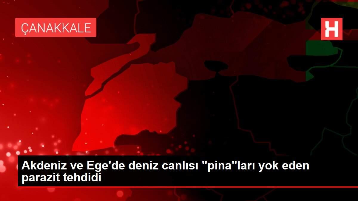 Akdeniz ve Ege'de deniz canlısı 'pina'ları yok eden parazit tehdidi
