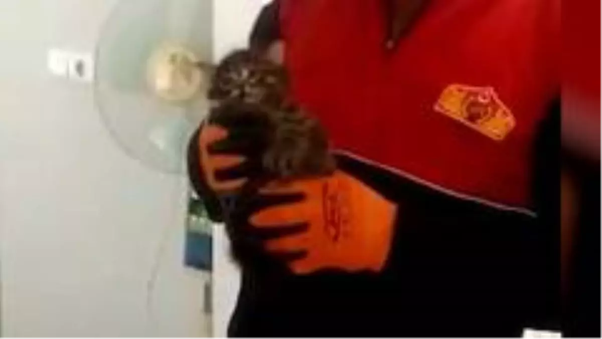 Bacada saatlerce mahsur kalan kedi kurtarıldı