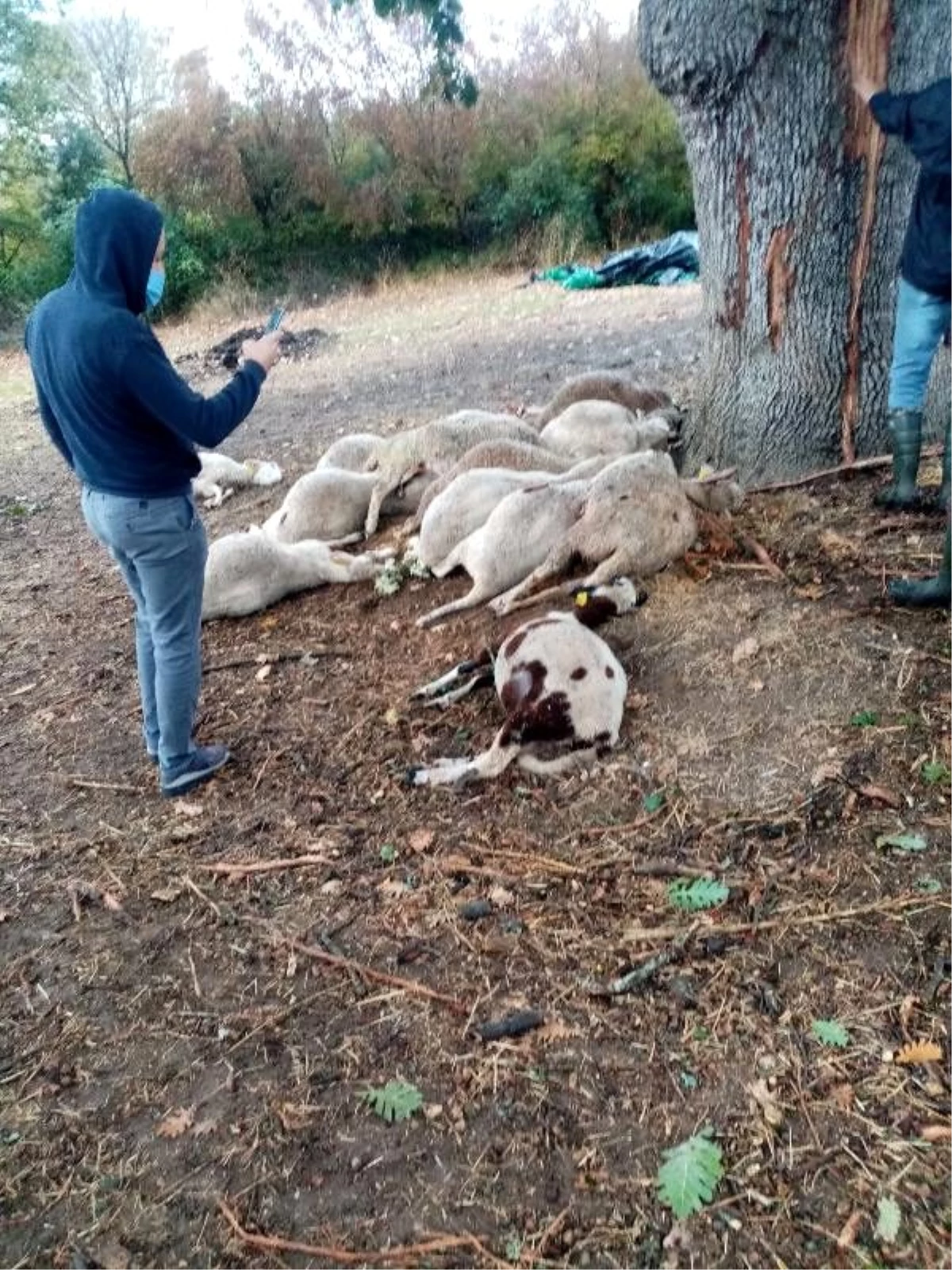 Son dakika haber: Biga\'da yıldırımın düştü; ağaç altındaki 13 koyun öldü