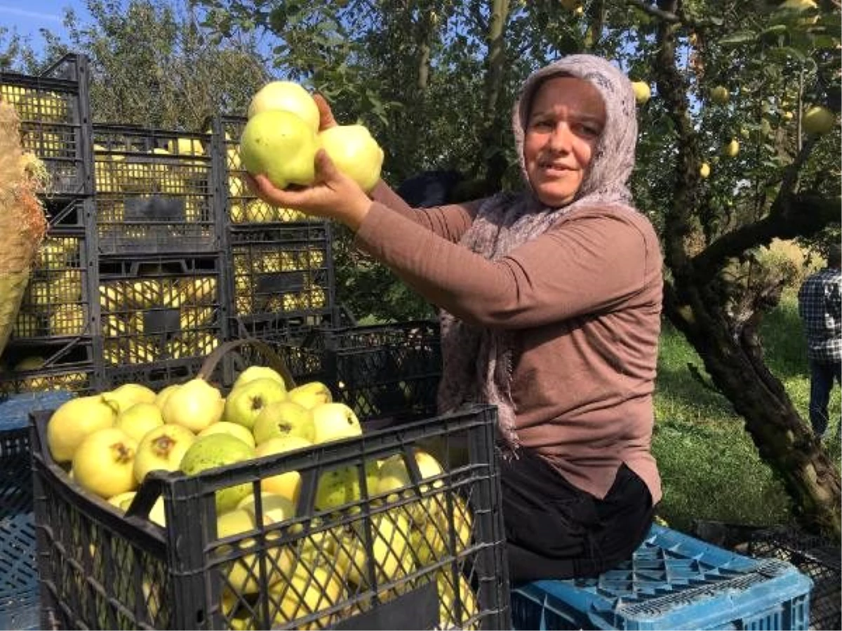 Eşme ayvası 11 ülkeye ihraç edilecek